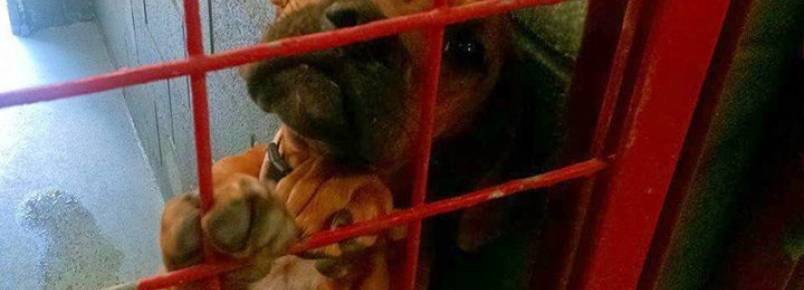 Cachorra é fotografada com lágrimas nos olhos em abrigo