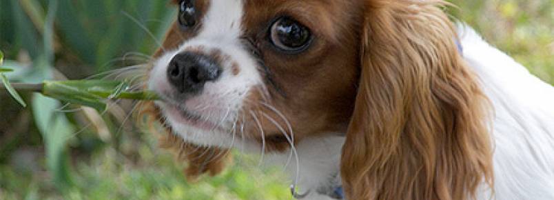 Cavalier King Charles Spaniel