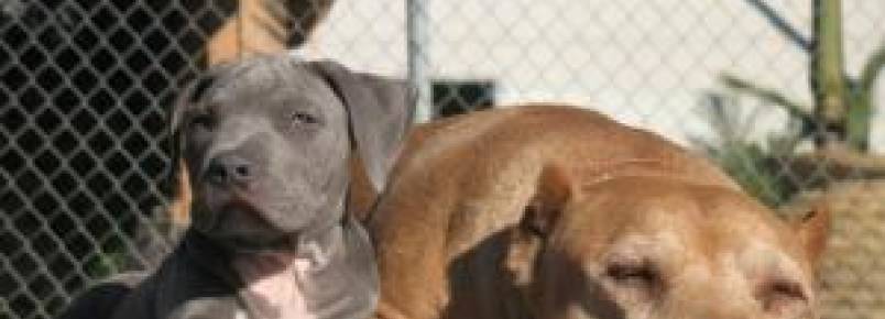 Quebrando o preconceito contra o Pit Bull