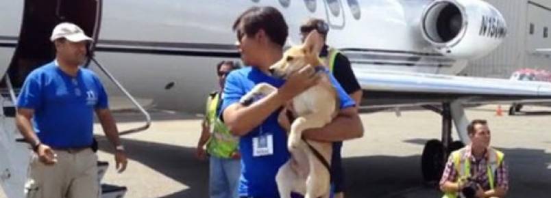 Dono de companhia aérea ajuda cachorros abandonados a encontrar novos lares