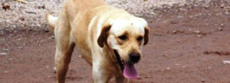 Campanha oferece abrigo aos animais