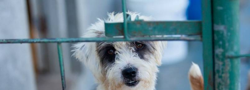 Para cuidar de animais abandonados, Abrigo São Lázaro recebe doações de R$ 5 em site de compra coletiva
