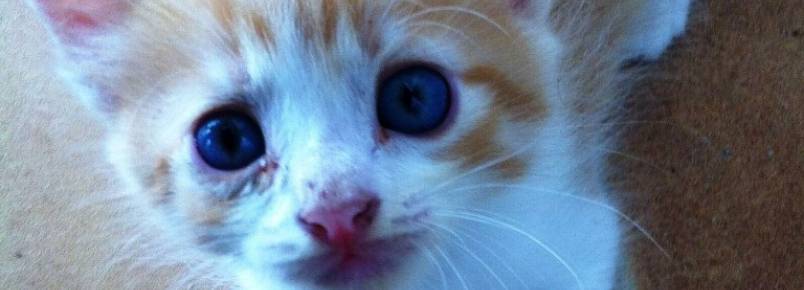 Loja em shopping vira ponto de adoção de animais abandonados