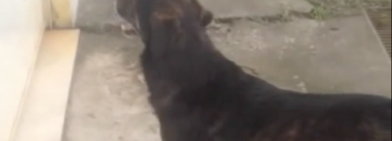 Casal de idosos falecem e família abandona cachorro na rua
