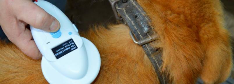 Mais de 50 animais já foram adotados através do projeto ‘Adote um Amigo’