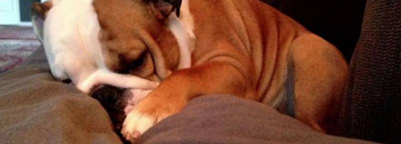 Dono faz surpresa para cão não se sentir sozinho durante as férias