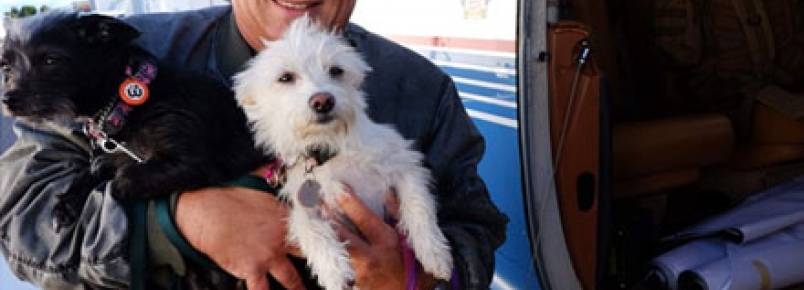 Pilotos voluntários salvam 12 mil cães que seriam sacrificados
