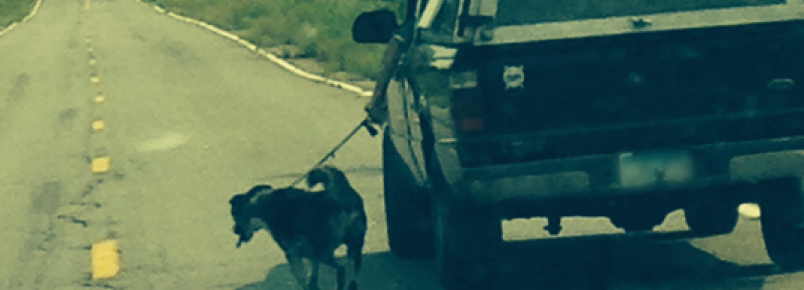 Homem é flagrado levando cão do lado de fora do carro e a polícia afirma que não há nada de errado