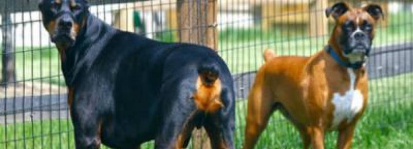 Por que os humanos começaram a cortar o rabo dos cães? 