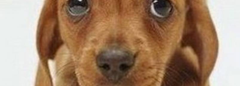 Como identificar se o cão sofre com a síndrome da ansiedade de separação