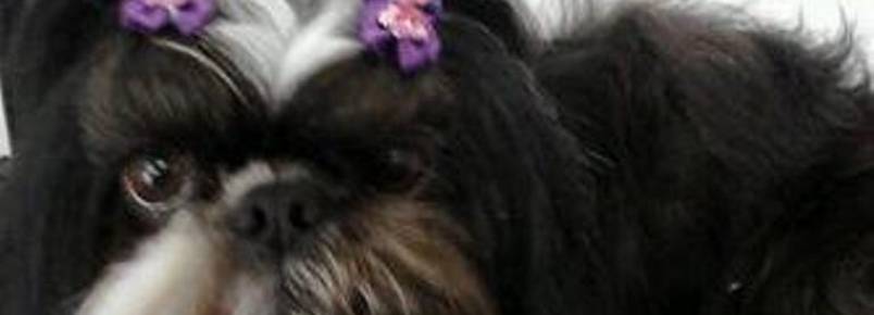 Chanel tomou um super banho na Clinvet