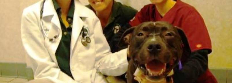 Pit bull, que foi cruelmente espancado, tem recuperação milagrosa