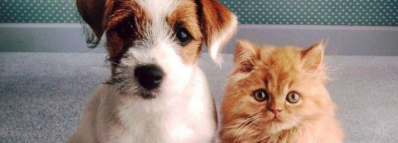 Conheça 7 páginas no Facebook para ajudar ou adotar animais abandonados em Natal