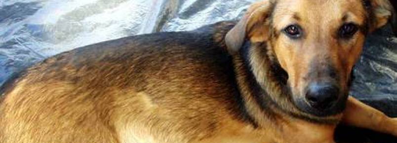 Cidade de SC dá desconto no IPTU para quem adotar animal abandonado