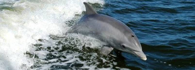 Operao de salvao de 11 golfinhos realizada com xito no Mxico