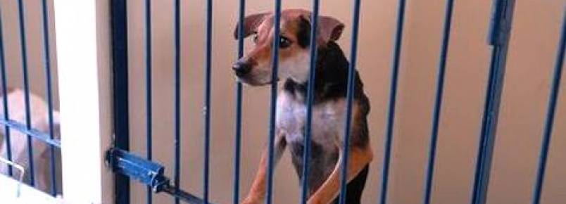 Após denúncia de maus-tratos a animais, CCZ é obrigado a abrir as portas para fiscalização
