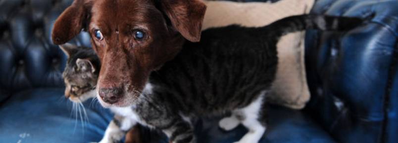 A história do gato que virou guia de um cão cego e que prova o poder da amizade entre os animais