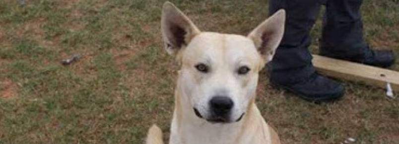 Traficante foge de polícia, mas seu cachorro o segue e homem é preso
