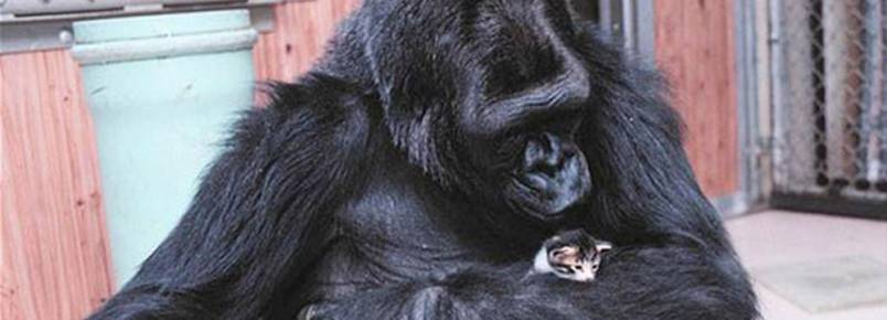 Livro registra as amizades inesperadas (e adoráveis!) do mundo animal