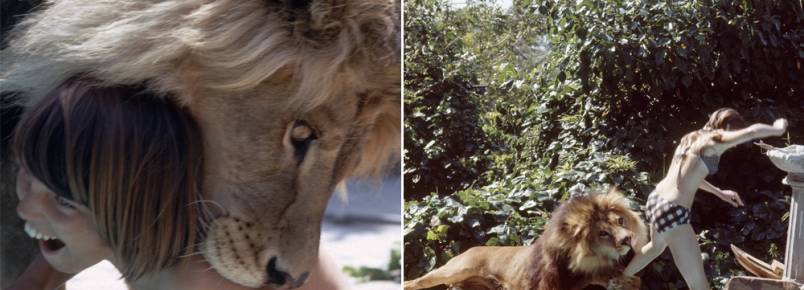 Srie de fotos surpreendente mostra a rotina da famlia que viveu com um leo de verdade nos anos 70