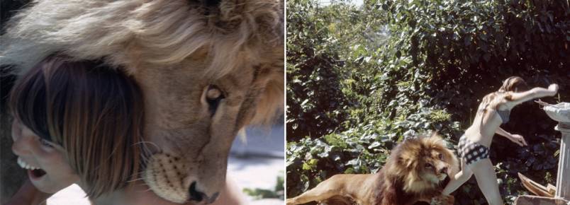 Série de fotos surpreendente mostra a rotina da família que viveu com um leão de verdade nos anos 70