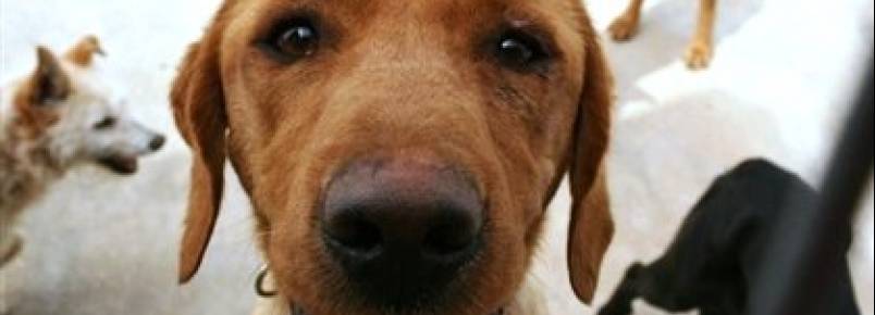 Adoção de animais no canil de Coimbra triplicou