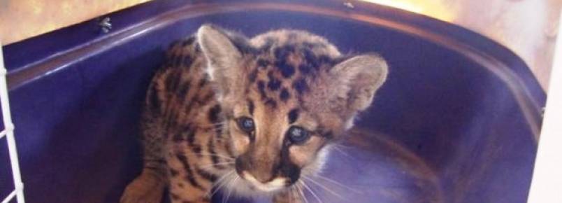 Com a primavera e o verão, muitos animais silvestres invadem a área urbana