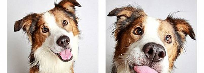 Abrigo decide fazer fotos criativas de seus cães para incentivar adoção