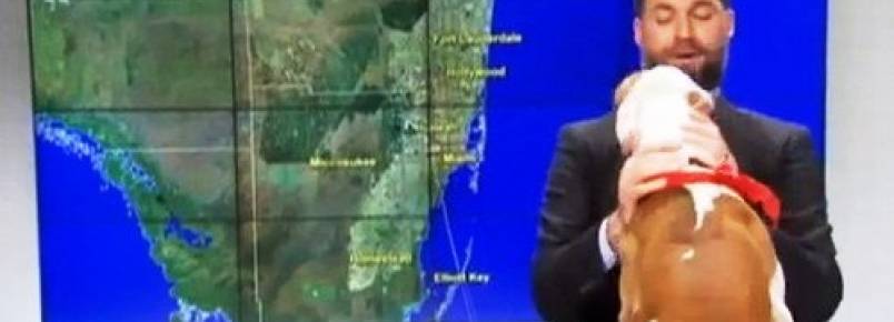 Cachorro invade estúdio de telejornal e assusta apresentador