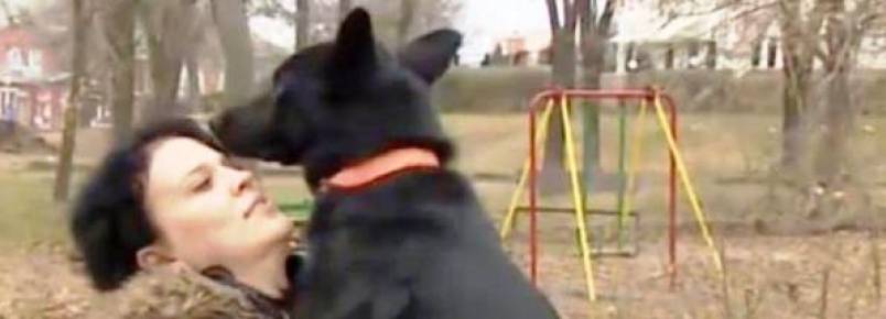 Cachorra percorre quase 300 km para encontrar mulher que ajudou em sua recuperao