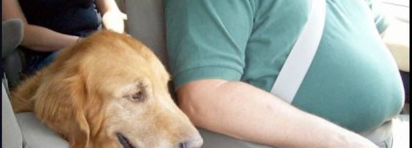 Pessoas acima do peso tendem a ter cachorros gordinhos