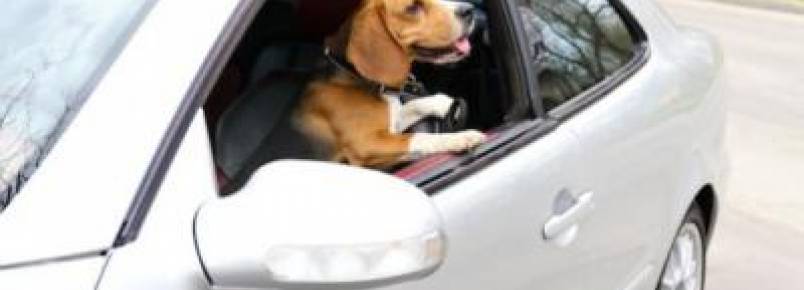 5 atitudes que nunca devemos ter com os cães