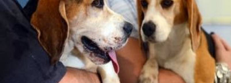 Uso de animais para experimentos pela indústria de cosméticos pode ser proibido no Paraná