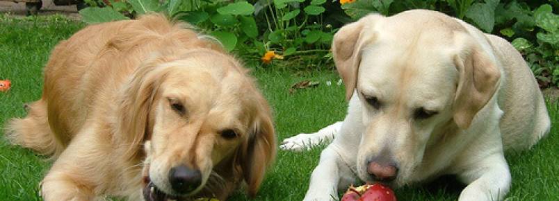 5 frutas que o seu cão pode comer