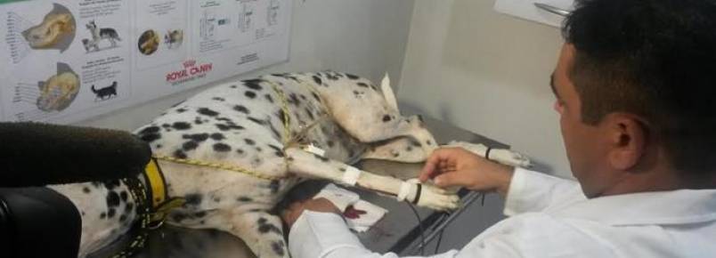 Em Manaus, espaço regular faz coleta de sangue animal para doação