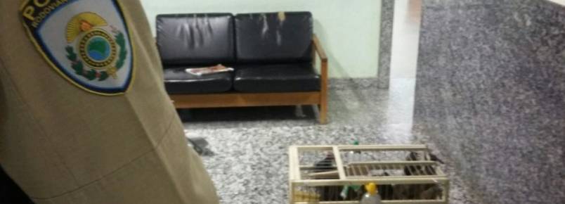 Homem é preso ao transportar animais silvestres em ônibus interestadual