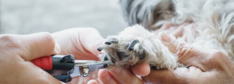 Como cortar as unhas de um cachorro de forma segura