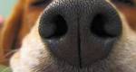 Sábado é dia de feira de adoção de animais
