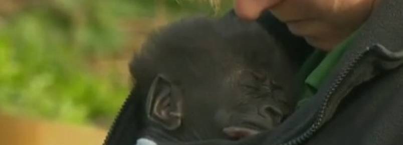 Beb gorila  mostrado na Inglaterra