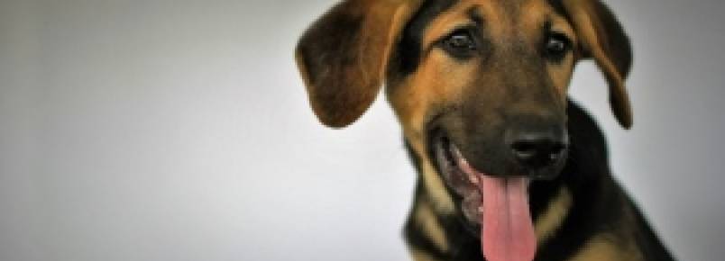 Samarco realiza feira de adoção de animais resgatados do rompimento da barragem