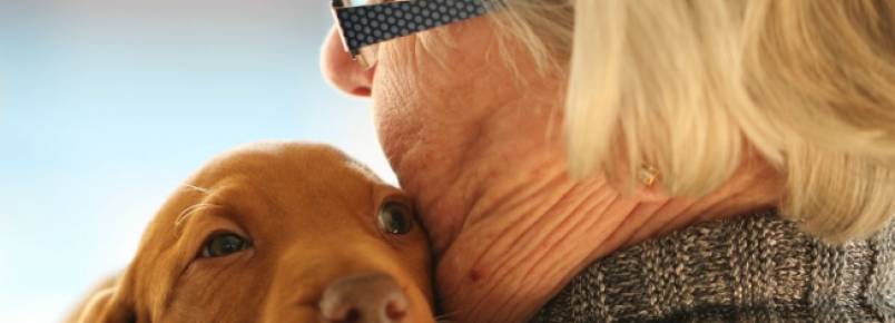 Pet ajuda no envelhecimento saudvel, diz pesquisa