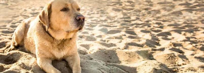 Cachorro na praia: Como os cães podem aproveitar o verão conosco