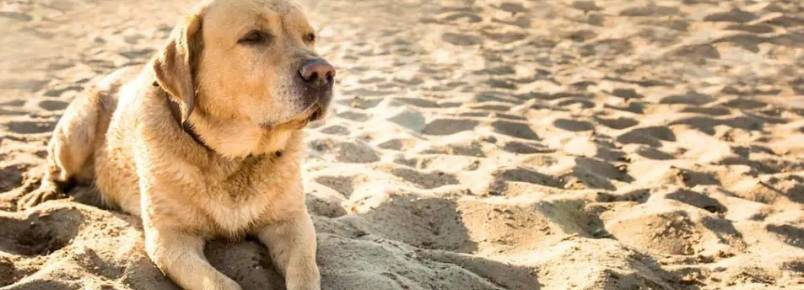 Cachorro na praia: Como os ces podem aproveitar o vero conosco