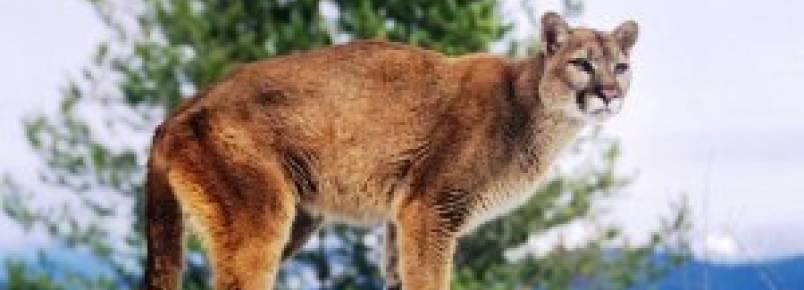 Animais são prejudicados pela divisão da fronteira entre EUA e México