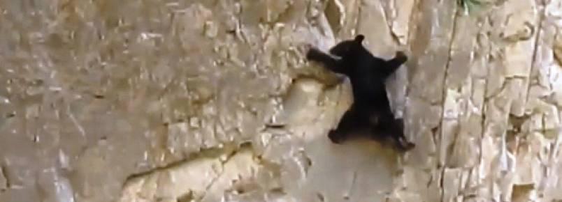 Cria de urso filmada a escalar encosta íngreme para acompanhar a mãe