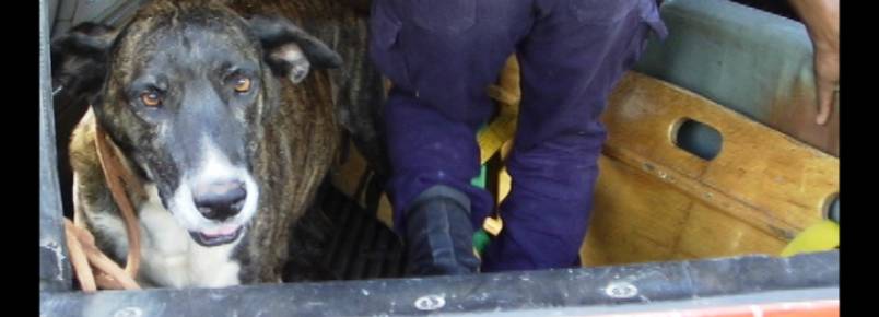 Desfecho inusitado: cadela resgatada pelos bombeiros  entregue  verdadeira dona