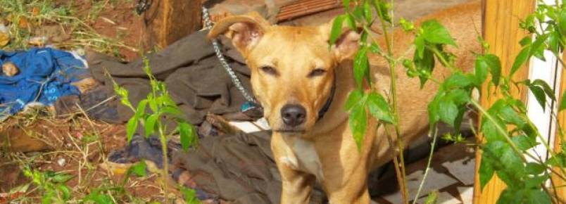 Cãozinho em situação de abandono mobiliza moradores da Vila Nascente