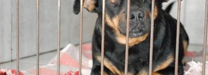 Saiba onde fazer denúncias de maus-tratos a animais