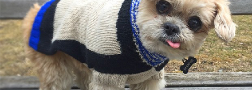 Marnie, esta cachorrinha vai conquistar você!