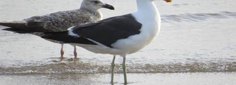 Adolescente fotografou exemplar de uma gaivota-dominicana